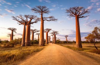 Madagascar