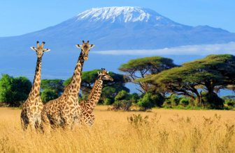 Three giraffe on Kilimanjaro mount background in National park of Kenya, Africa