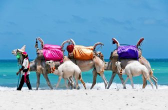 Tunisia. (South Tunisia) Djerba island. Beach of Sidi Mehrez. Camels use for sightseeing tours