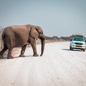 Elephant and tourist rental truck meet on dusty gravel road, self drive safari, camping, Etosha National Park, Namibia