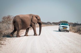 Elephant and tourist rental truck meet on dusty gravel road, self drive safari, camping, Etosha National Park, Namibia