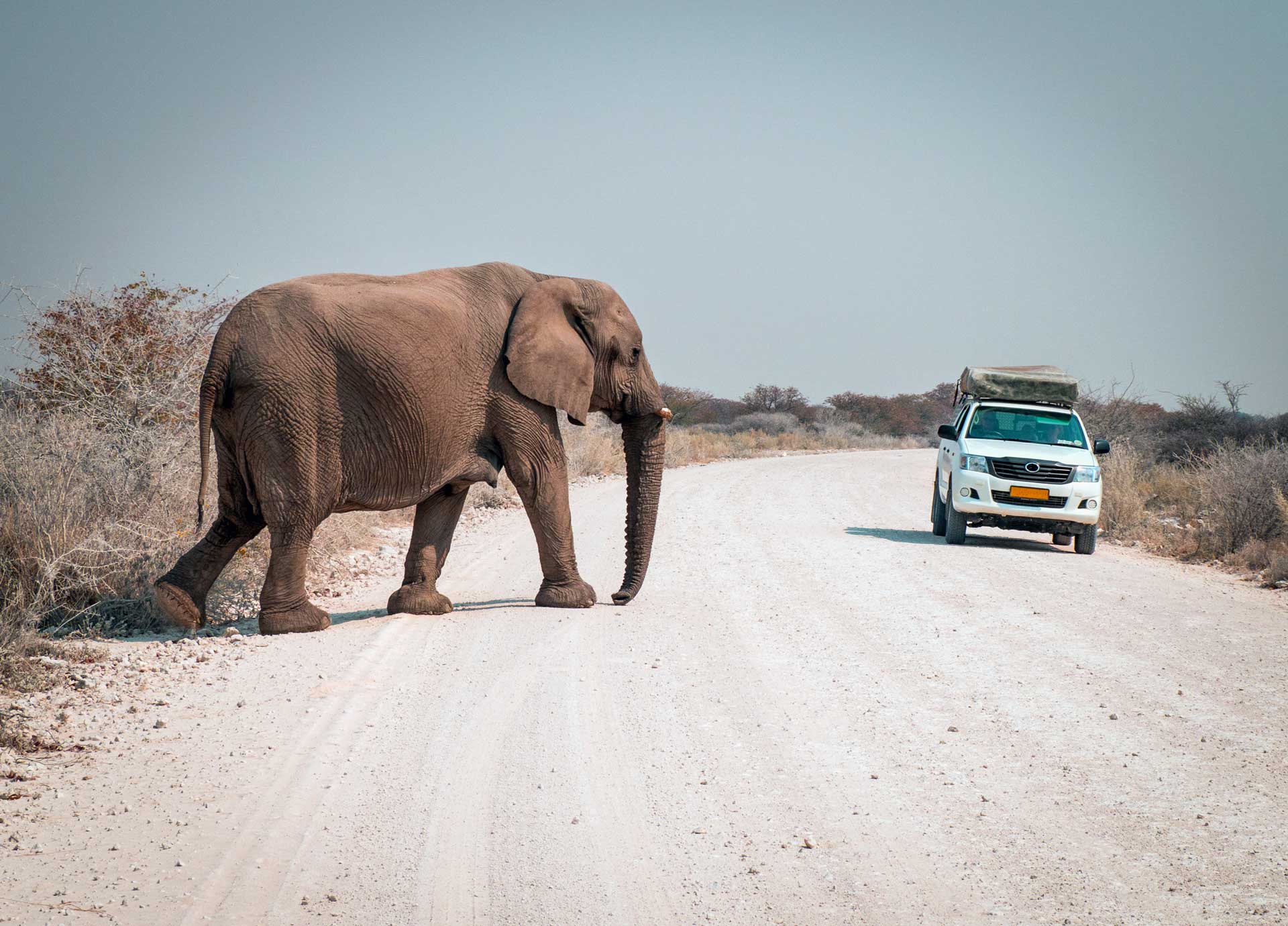 Elephant and tourist rental truck meet on dusty gravel road, self drive safari, camping, Etosha National Park, Namibia